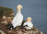 Gannet