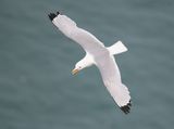 Kittiwake