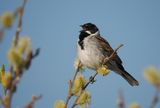 Reed Bunting