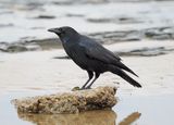 Carrion Crow