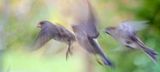 Sparrows
