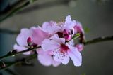 Mandeblte / almond blossom