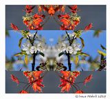 Kirschblte  und Ahornblte / cherry blossom and  maple blossom