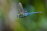 Green darner dragonfly in flight
