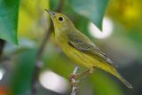 Yellow warbler