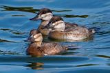 Ruddy ducks