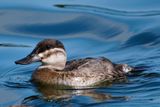 Ruddy duck