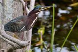 Green heron