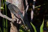 Green heron