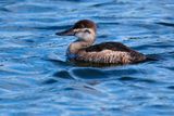 Ruddy duck
