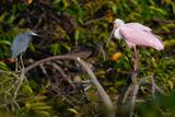 Roseate spoonbill with little blue heron and glossy ibis