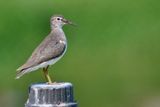 Spotted sandpiper