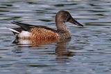 Northern shoveler