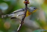 Northern parula