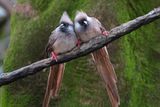 African birds snuggling