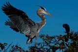 Great blue heron landing