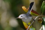 Blue-grey gnatcatcher