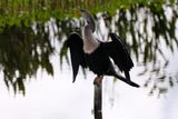 Female anhinga drying off