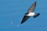 Tree swallow in flight