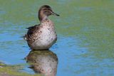 Green winged teal female