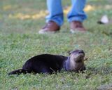 River otter blocking the levee