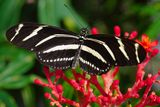 Zebrawing butterfly