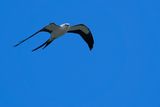 Swallow-tailed kite