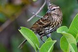 Female red-winged blackbird