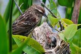 Female red-winged blackbird and chick