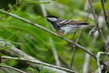 Blackpoll warbler