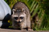Raccoon