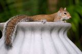 Relaxed squirrel