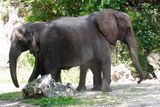 Elephants