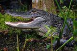Alligator closeup