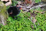 Very new moorhen chick