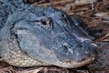 Female alligator closeup
