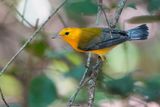 Prothonotary warbler