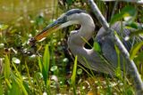 Great blue heron with baby alligator