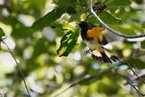 American redstart male going after a bug