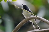 Male black-throated blue warbler