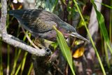 Green heron