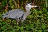 Great blue heron with a great big fish