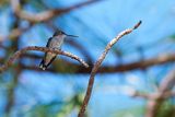 Ruby-throated hummingbird