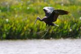 Glossy ibis landing