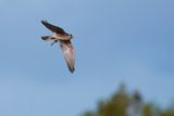 American kestrel with dragonfly