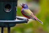 Male painted bunting