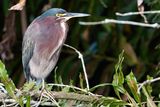 Green heron