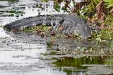 Catnapping alligator
