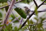 Yellow-rumped warbler