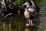 Black-bellied whistling duck